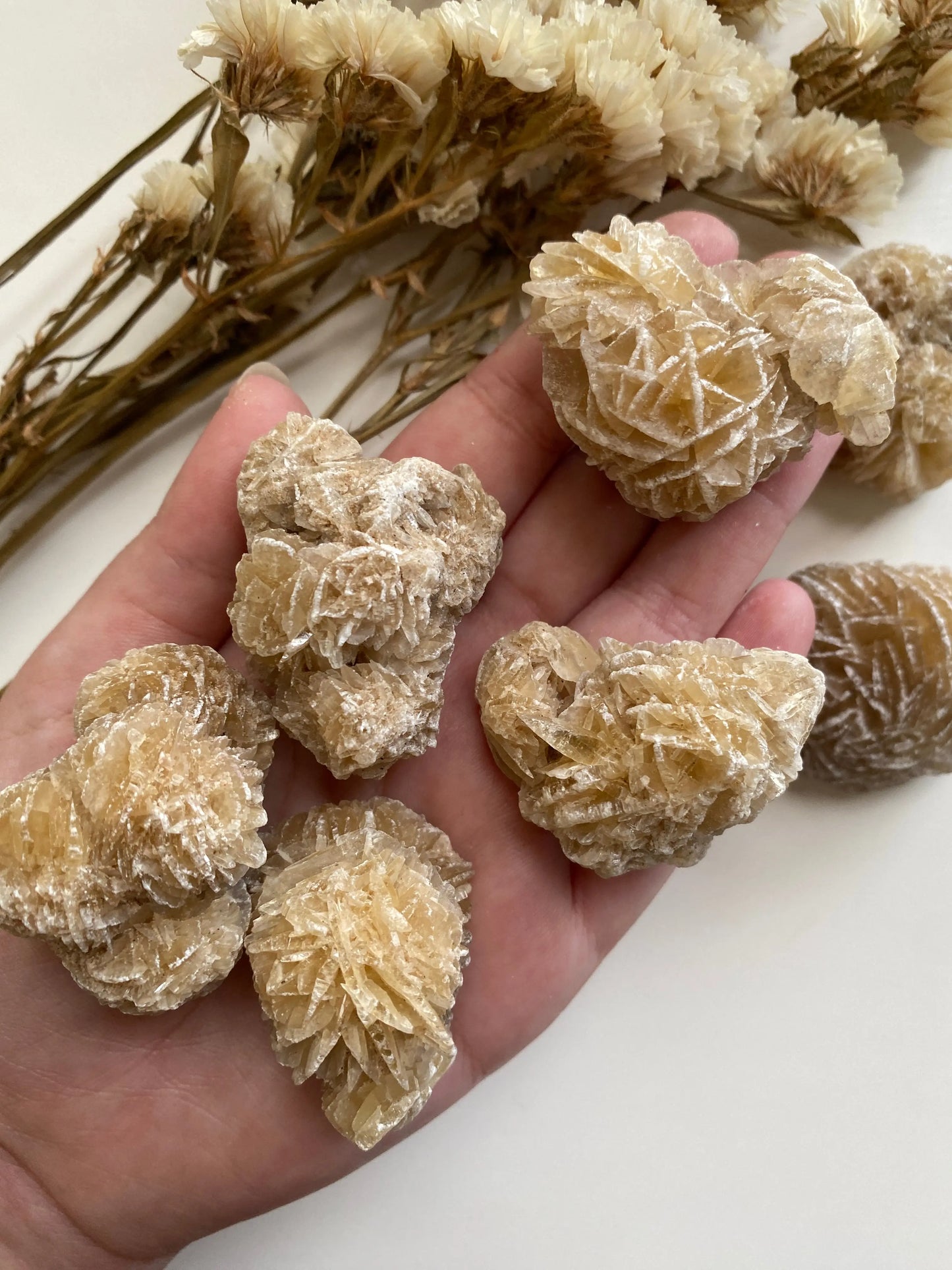 קריסטל שושנת המדבר מקדימה