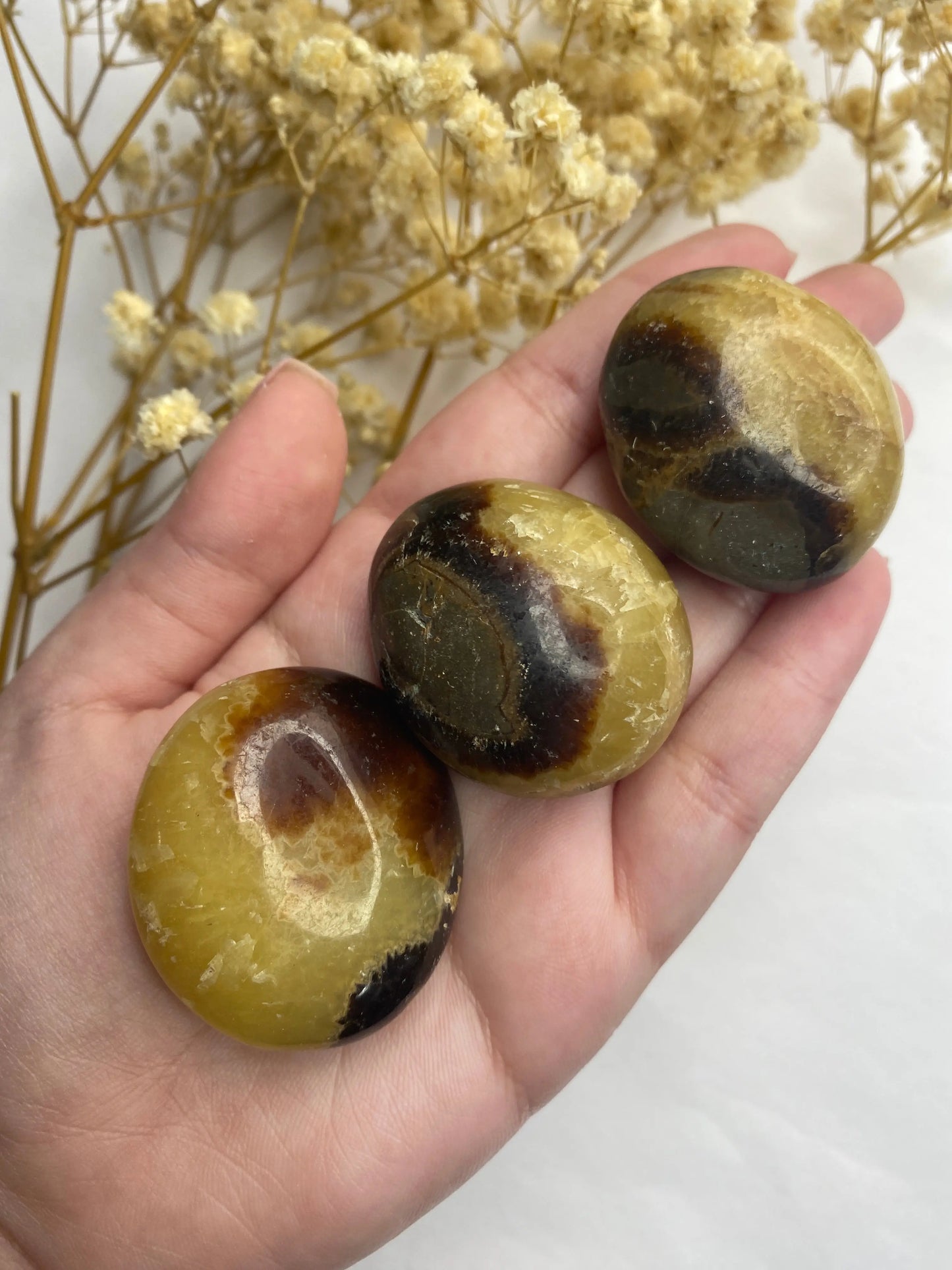 קריסטל ספטריאן מאחורה